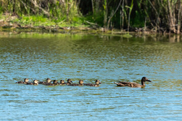Canard souchet, femelle, jeunes, .Anas clypeata, Northern Shoveler