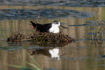 Echasse blanche,  Himantopus himantopus, Black winged Stilt