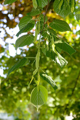Tilia silvestris, Tilleul