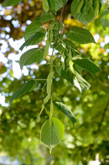 Tilia silvestris, Tilleul