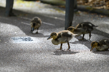 duck and ducklings