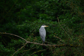 great blue heron