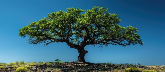A Lone Tree Standing Tall Against a Clear Blue Sky
