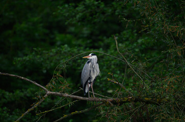 great blue heron