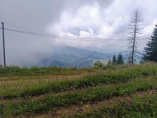 Landscapes -  Forest - Europe, Romania