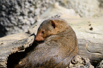 prairie dog on a rock