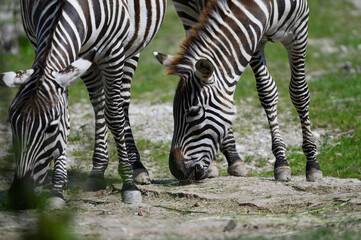 zebra eating grass