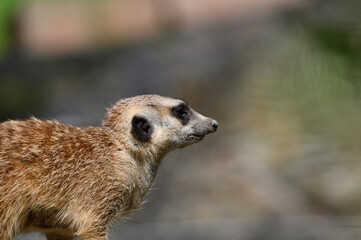 meerkat on guard