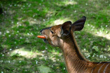 portrait of a deer