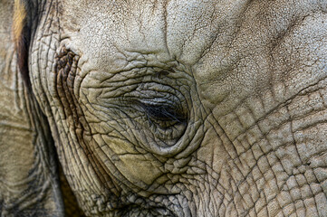 close up of an elephant head