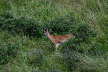 deer in the woods