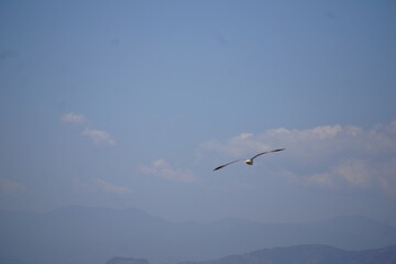 Obraz premium Graceful seagull flying above tranquil mountains under blue sky