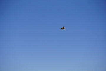 Graceful seagull flying above tranquil mountains under blue sky