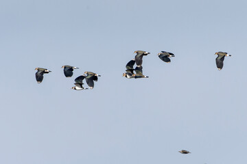 Fliegende Kiebitze im Herbst 
