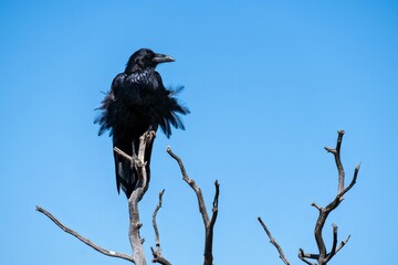 Raven, Canyonlands National Park, Utah