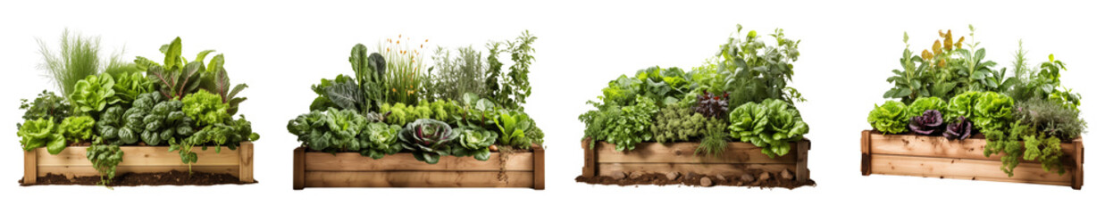 Set of home gardening of leafy vegetables and plants in raised garden bed.