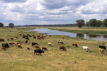 Wykorzystanie łąk na rozlewiskach i terenach zalewowych do wypasu bydła © qrrr