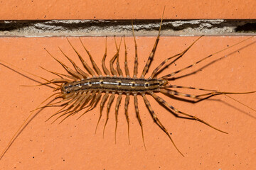 House Centipede - Scutigera coleoptrata