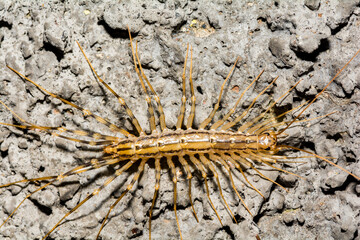 House Centipede - Scutigera coleoptrata