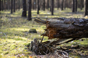 Pień złamanej naturalnie sosny © qrrr