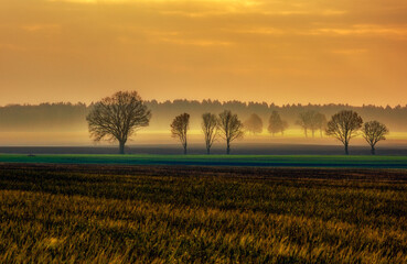 Drzewa na polu © Robert