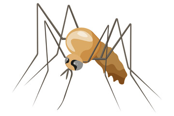 Chandipura mosquito character isolated white background. Dangerous carrier of Chandipura virus template. Simple flat vector gnat. EPS 10