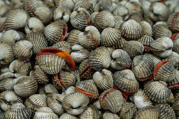 Fresh cockles, fresh food ingredients from the fresh market