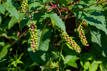  American pokeweed (Phytolacca americana) also known as pokeweed, poke sallet, pokeberry, dragonberries, pigeonberry weed, and inkberry is a poisonous plant.