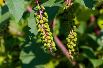  American pokeweed (Phytolacca americana) also known as pokeweed, poke sallet, pokeberry, dragonberries, pigeonberry weed, and inkberry is a poisonous plant.