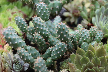 Opuntia fragilis FRANKFURT kwiat żółty kaktus