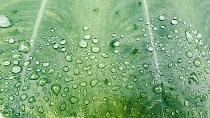 green leaf with drops