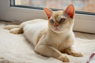 Burmese red kitten resting on the windowsill.
