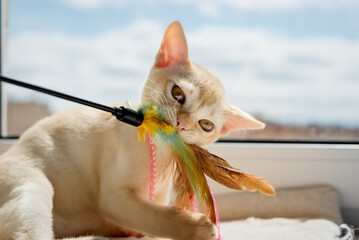 Kitten playing with feather stick - small red burmese kitten chewing cat toy