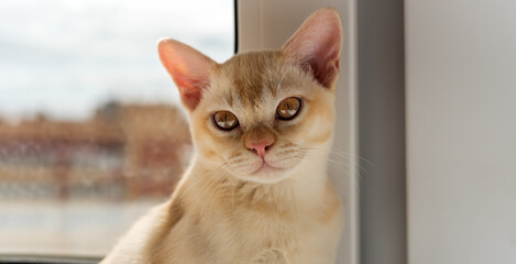 Portrait of a red Burmese kitten against a window.