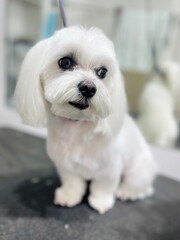 White dog with black nose and close eyes stands on grooming table. Maltese after haircut, pet grooming