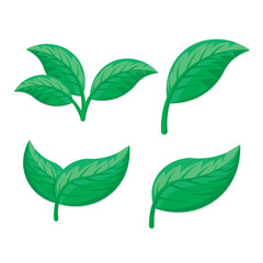 collection of leaf vector illustrations