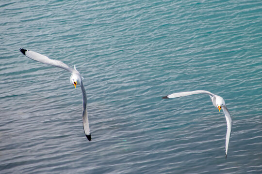Seagulls flying over the sea together over Iceland