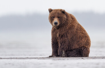 A brown bear sitting near water