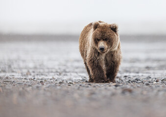 A second year coastal brown bear cub walking along the shoreline © Donna Feledichuk