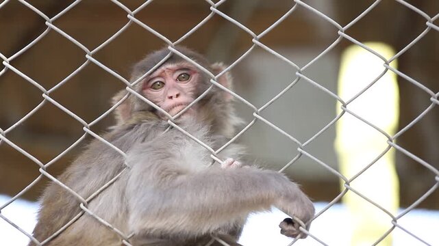 Close up monkey sitting in a cage. Pigtail Macaque monkey in cage for conservation. The monkey behind the wires looks sadly. Beautiful 4K Footage.