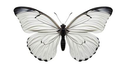 Obraz premium butterfly transparent background.