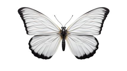 butterfly transparent background.