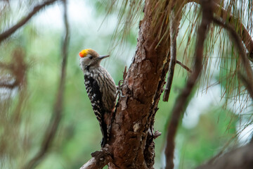 brown-fronted woodpecker or Dendrocoptes auriceps, Abbott Mount, Uttarakhand, India