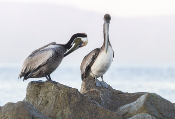 A pair of brown pelicans atop some rocks