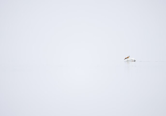 A lone American white pelican on a quiet lake