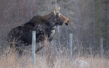 A moose jumping over a fence