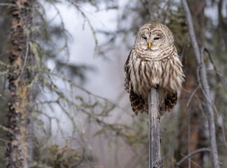 A barred owl perched on a snag