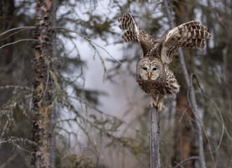 A barred owl at take off