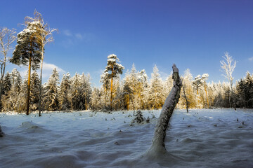 Zimowy poranek © Robert