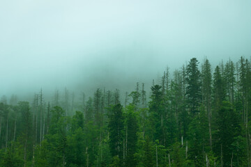 Fog over a green forest in the mountains. Overcast weather. Natural background. Tatra Mountains